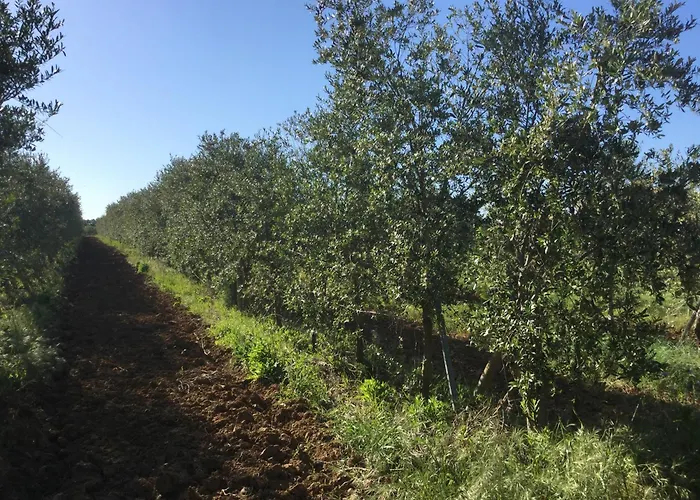 Perpignan Dans Oliveraie Tres Beau Gite 11 Pers